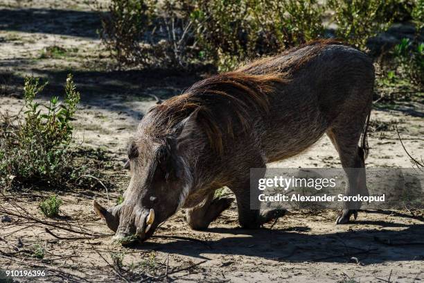 219 Boar Tusk Photos and Premium High Res Pictures - Getty Images 219 Boar Tusk Photos and Premium High Res Pictures - Getty Images