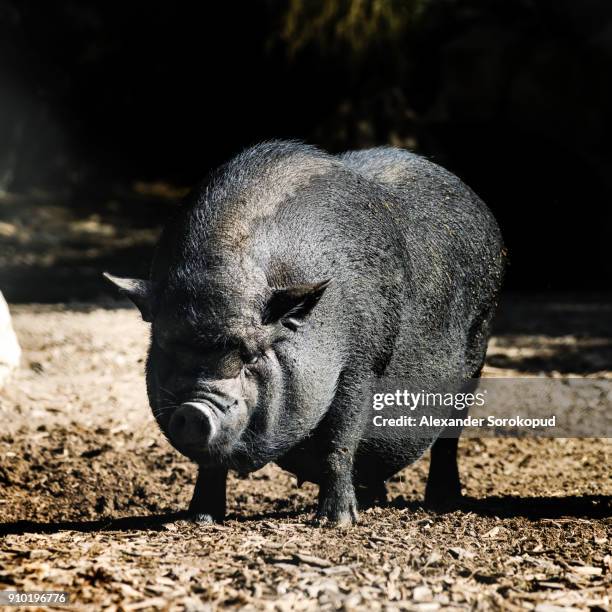 wild black boar on the sun in safari park, sigean, france - boar tusk stock pictures, royalty-free photos & images