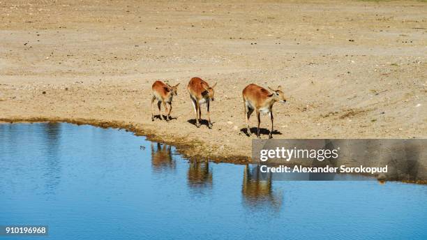 family of deers near the lake in savanna, sunny day, sigean, france - arabian oryx stock-fotos und bilder