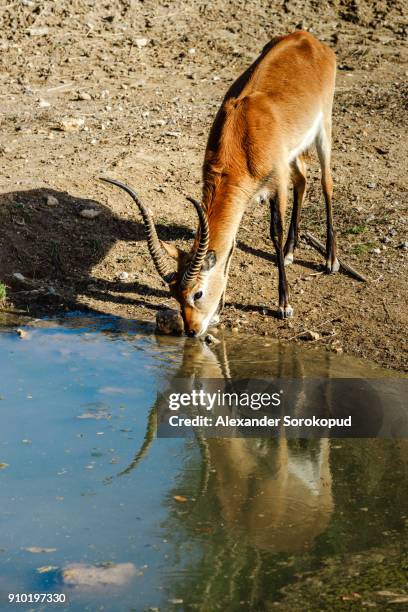 beautiful hart drinking from the river, reflecting in water mirror, sigean, france - arabian oryx stock-fotos und bilder