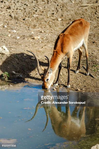 beautiful hart drinking from the river, reflecting in water mirror, sigean, france - arabian oryx stock-fotos und bilder