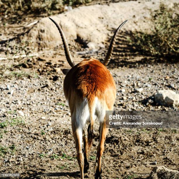 beautiful hart in savanne, safari park sigean, france, summer - arabian oryx stock-fotos und bilder
