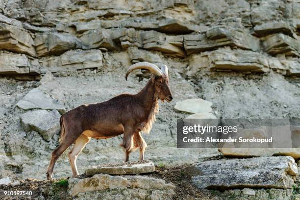 wild mountains goat on the rock in national safari park sigean, frnace - arabian oryx stock-fotos und bilder