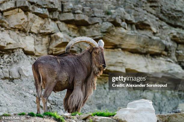 wild mountains goat on the rock in national safari park sigean, frnace - arabian oryx stock-fotos und bilder