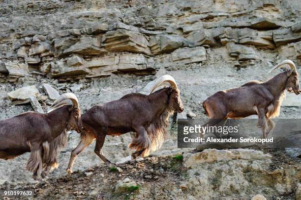 wild mountains goats on the rock in national safari park sigean, frnace - arabian oryx stock-fotos und bilder