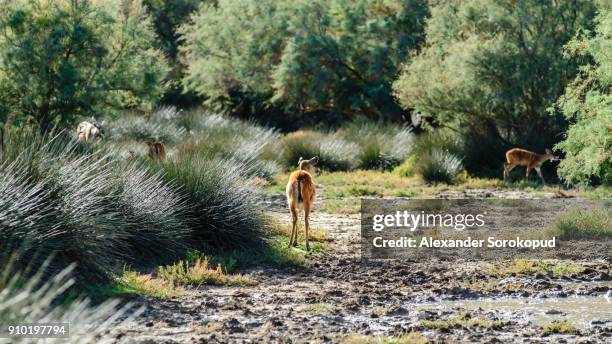 young fallow deer in safari park, sigean, sunny day, france - arabian oryx stock-fotos und bilder