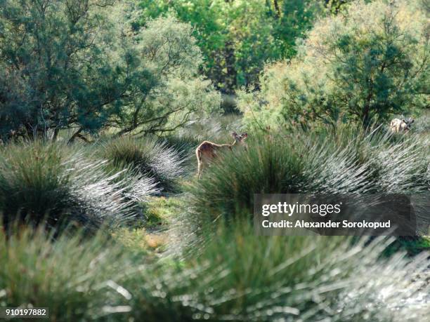 young fallow deer in safari park, sigean, sunny day, france - arabian oryx stock-fotos und bilder