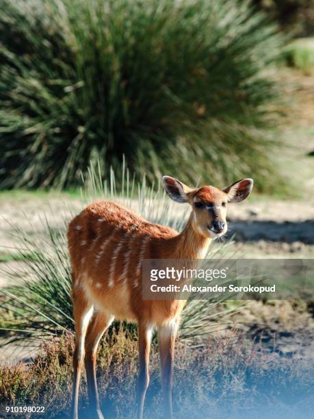 young fallow deer in safari park, sigean, sunny day, france - arabian oryx stock-fotos und bilder
