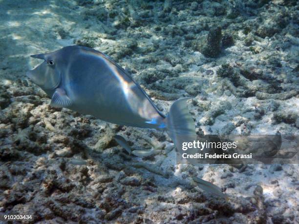 unicornfish in shallow water of maldivian lagoon - naso unicornis stock pictures, royalty-free photos & images