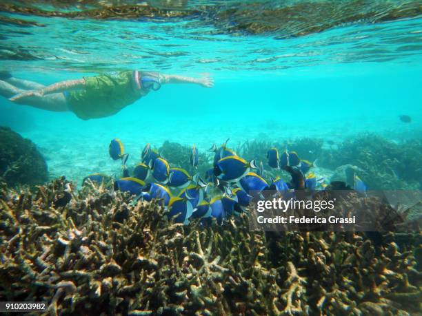 senior man snorkeling among powder blue surgeonfish - powder blue tang stockfoto's en -beelden