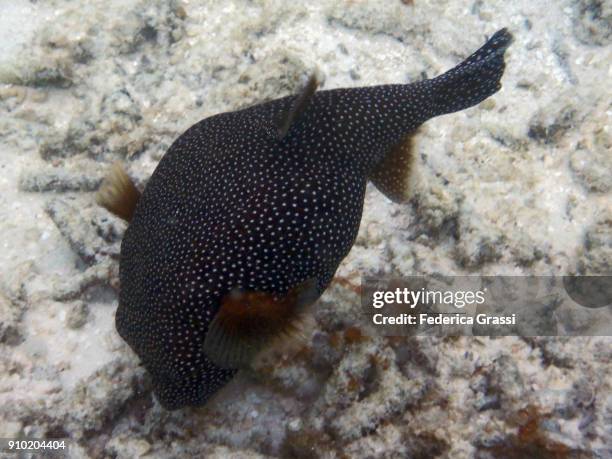arothron meleagris (guineafowl puffer or golden puffer) - arothron puffer stock pictures, royalty-free photos & images