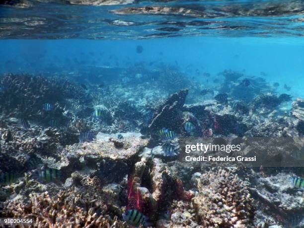 sergeant major fish on bleached coral reef - sergeant major fish stock pictures, royalty-free photos & images