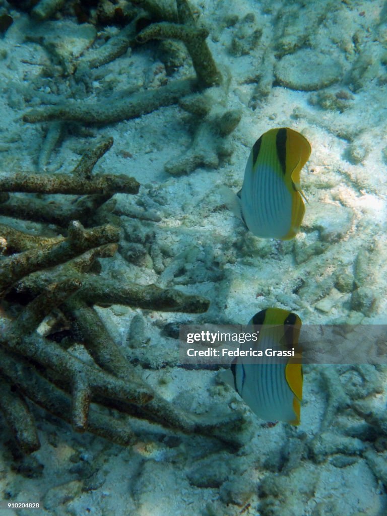 Two Double-saddle Butterflyfish or Saddleback Butterfly Fish (Chaetodon Falcula)