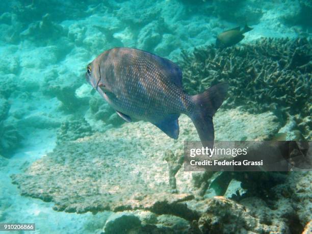 topsail chub (kyphosus cinerascens) - bermuda chub stock pictures, royalty-free photos & images