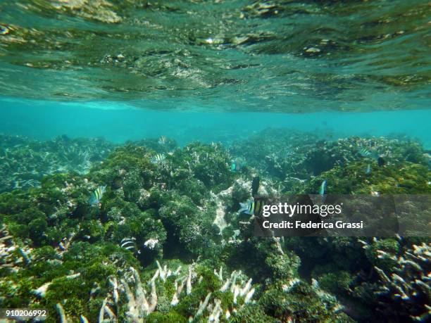 green algae growing on bleached coral reef - sergeant major fish stock pictures, royalty-free photos & images