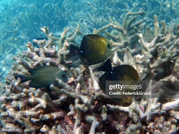 sailfin tang (zebrasoma) on bleached coral reef - zebrasoma veliferum stock pictures, royalty-free photos & images