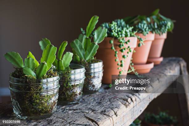 christmas cactus propagation - christmas cactus stock pictures, royalty-free photos & images