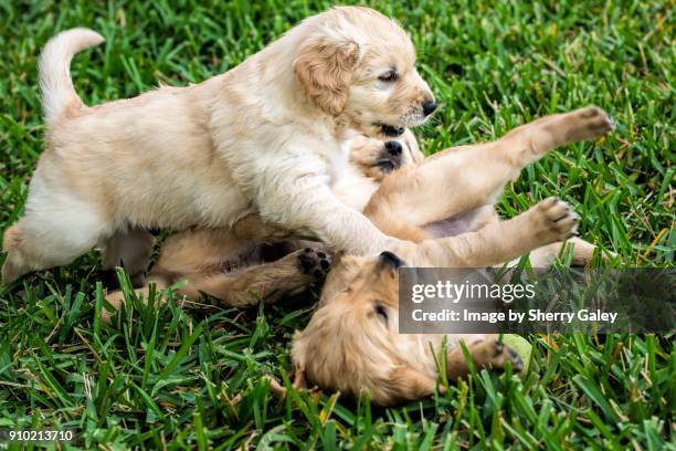 golden retriever puppies playing in the grass - rough housing stock pictures, royalty-free photos & images