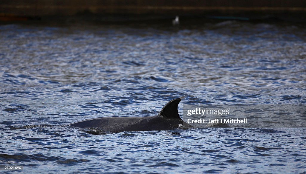 Locals Report Sightings Of A Whale In River Clyde