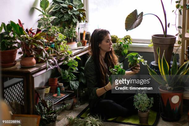 giovane donna adulta a casa annaffiando piante di casa d'appartamento - flora foto e immagini stock