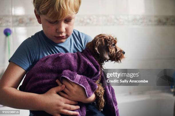 child holding a dog in a towel - dog bath stock pictures, royalty-free photos & images