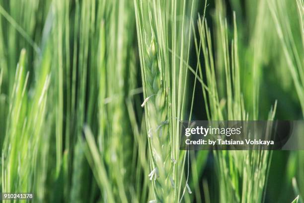 Spring Rye What Is 626 Vegetative Stage Stock Photos, High-Res Pictures, and Images ...