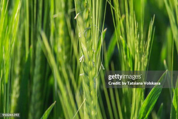 Spring Rye What Is 595 Vegetative Stage Stock Photos, High-Res Pictures, and Images ...