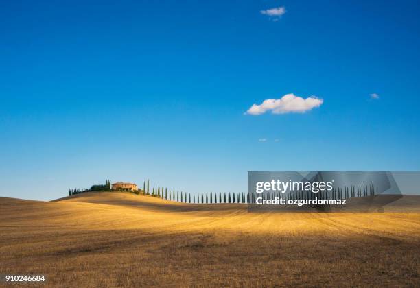 golden field and alley of cypress in tuscany, italy - toscana imagens e fotografias de stock