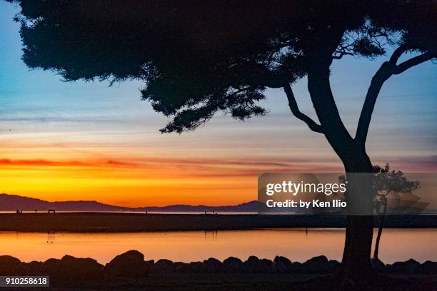 tree and sunset - san leandro fotografías e imágenes de stock