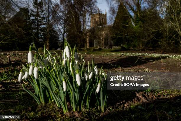 Snowdrops signalling the early onset of spring are seen in front of the Priory church in the town of Leominster.