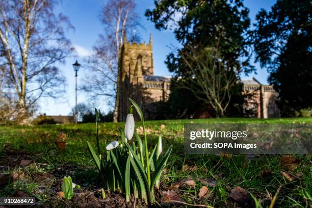 Snowdrops signalling the early onset of spring are seen in front of the Priory church in the town of Leominster.