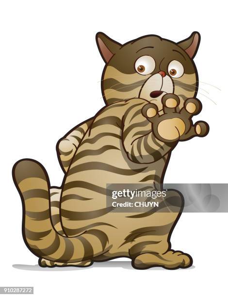 shy cat - maine coon cat stock illustrations