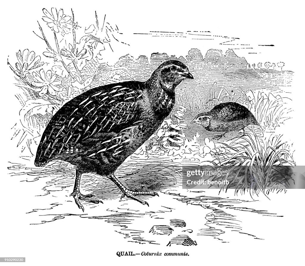 Quail
