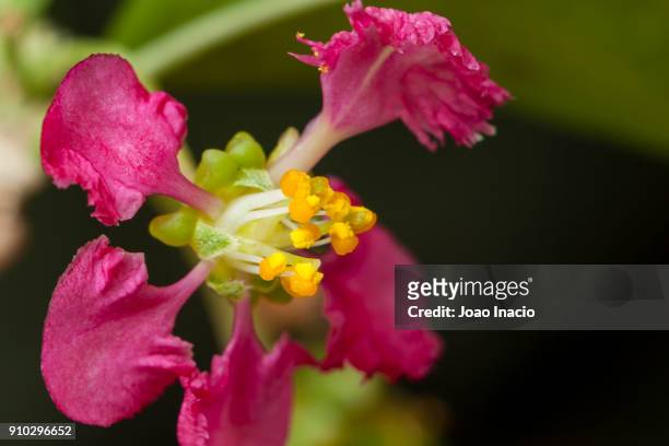 acerola flower - barbados cherry (malpighia emarginata) - acerola stock pictures, royalty-free photos & images