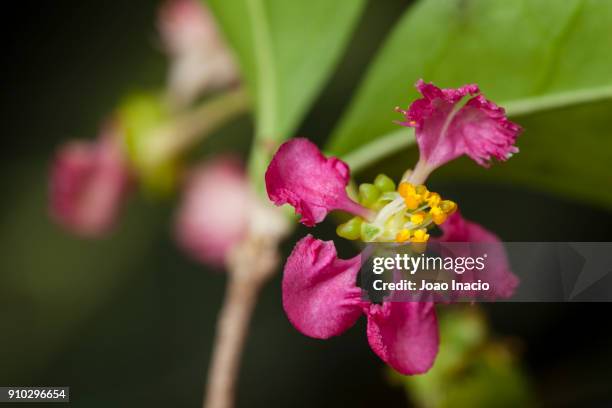 acerola flower - barbados cherry (malpighia emarginata) - acerola 個照片及圖片檔