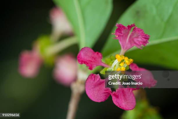 acerola flower - barbados cherry (malpighia emarginata) - acerola stockfoto's en -beelden