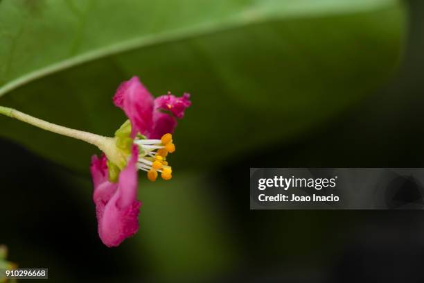 acerola flower - barbados cherry (malpighia emarginata) - acerola stock pictures, royalty-free photos & images