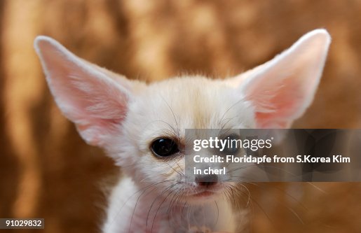 Fennec fox Fennec fox