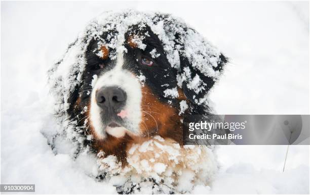 close up image of bernese mountain dog burying face in the fresh snowfall - animal close up stock-fotos und bilder