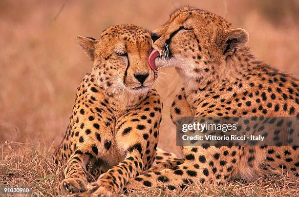 cheetas (acinonyx jubatus) - kruger game reserve stock pictures, royalty-free photos & images