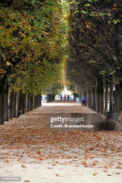 im herbst aufgeteilt - jardin du palais royal stock-fotos und bilder