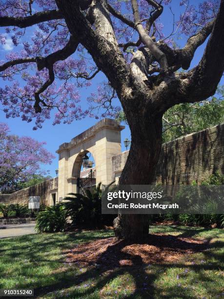 jacanda trees in flower outside a sandstone wall and victorian entrance gateway. - robert mcgrath stock-fotos und bilder