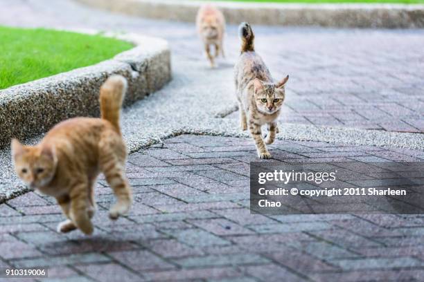 running kitten - undomesticated cat ストックフォトと画像