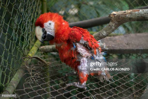 This picture taken on January 17, 2018 shows a macaw at the Wildlife Rescue and Conservation Association in Dolores municipality, Peten department,...