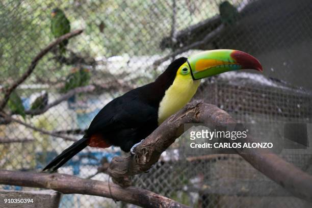 This picture taken on January 17, 2018 shows a toucan at the Wildlife Rescue and Conservation Association in Dolores municipality, Peten department,...