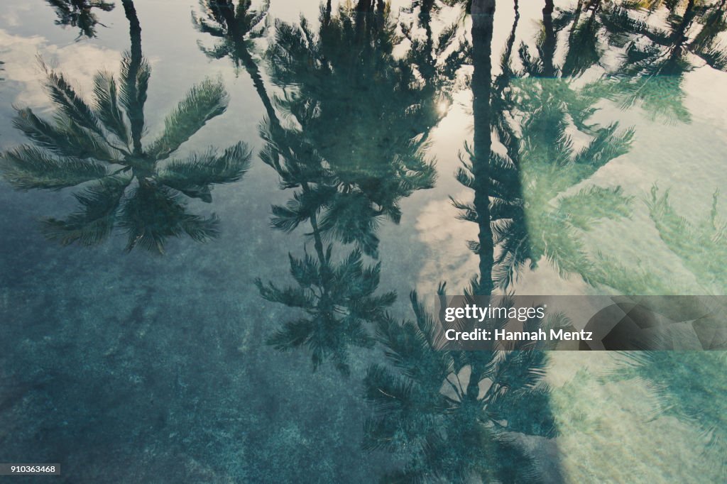 Reflections of Palm Trees in a Swimming Pool