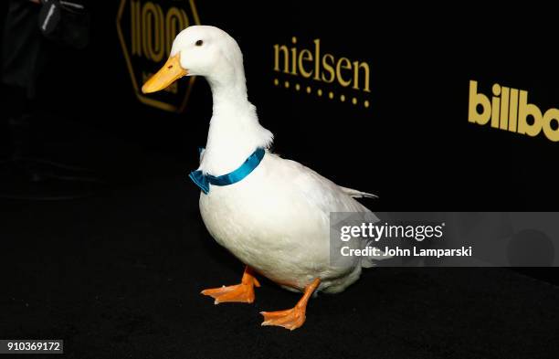Afp Duck The Aflac Duck Photos and Premium High Res Pictures - Getty Images