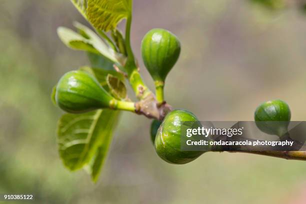 natural figs - fig tree fotografías e imágenes de stock