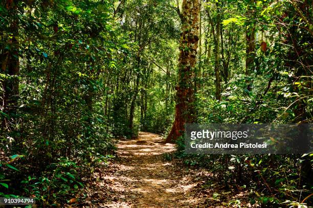 forest trail on phu quoc island, vietnam - phu quoc island bildbanksfoton och bilder