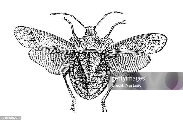 the forest bug or red-legged shieldbug (pentatoma rufipes) - bow legged stock illustrations